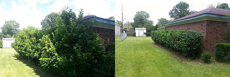 HaxSaw hedge trimming before after